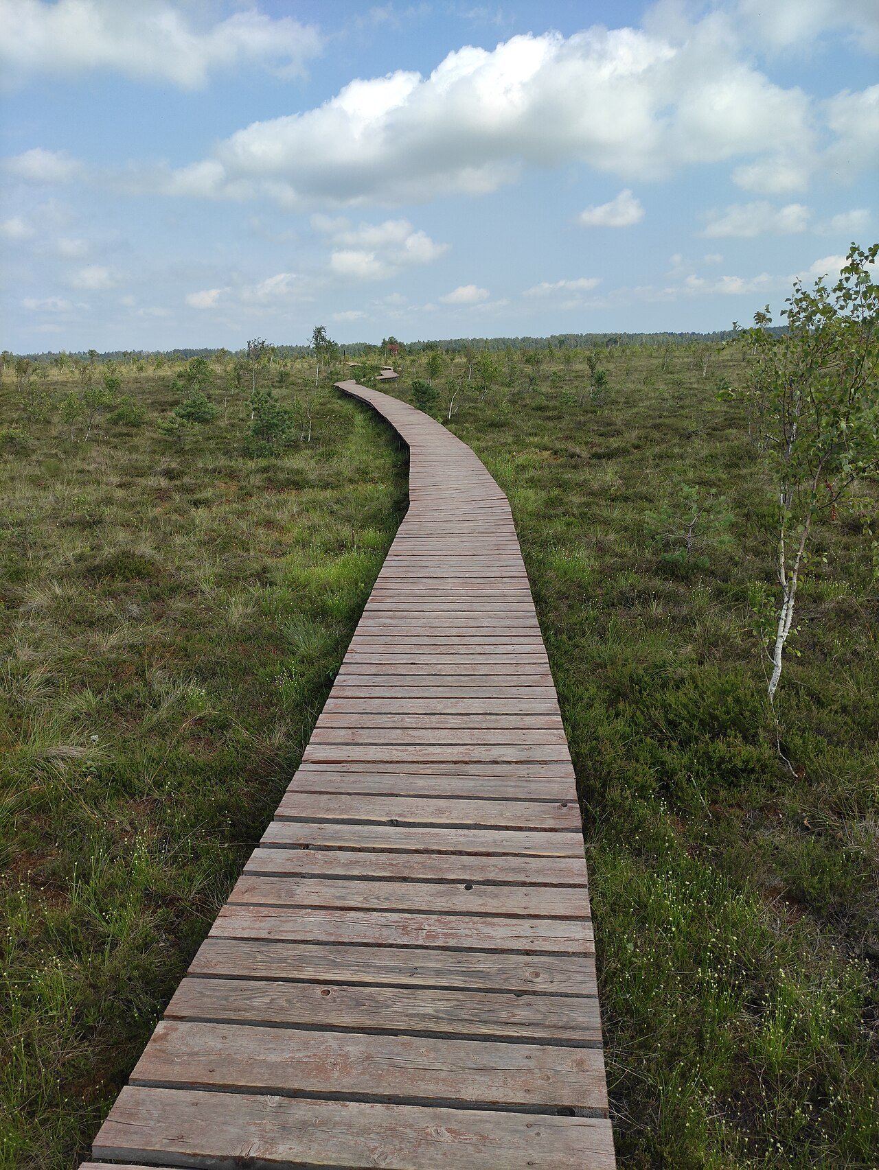 Aukštumala bog nature trail across the peatland